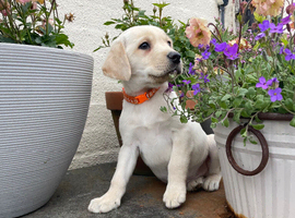 Cream/yellow Labrador  1 boy left