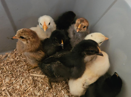 Unsexed chicks for sale