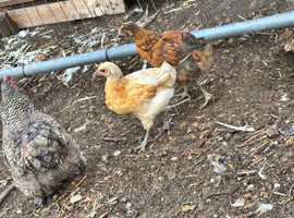 Pair of this years chickens