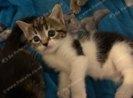 Beautiful kittens