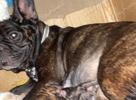 French Bull Wiener puppies