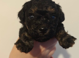 Toy cockapoo pups