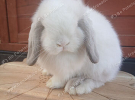Stunning purebred mini lop babies