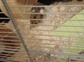 Hamster with cage