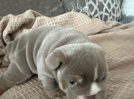 stunning litter of mixed english bulldogs