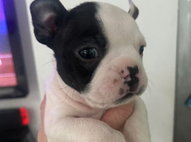 Kc reg boston terriers