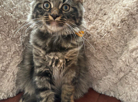 Ragamuffin x Maine Coon Kittens REDUCED