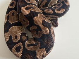 Various ball pythons and full set up