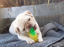 Pug girl looking for the right home