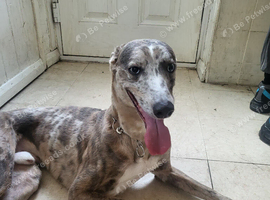 Lurcher/whippet.