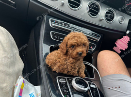 Asian extra Mini maltipoo ready to go(3 left