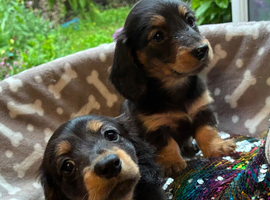 Miniature Dachshund