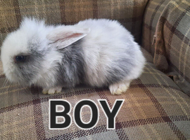 8 beautiful lops !!!!!!!!!!!!