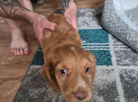 Theo 8 week puppy