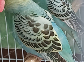 Two young cocks