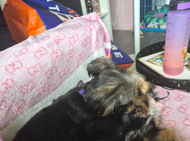 Yorky girl