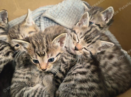Stunner Tabby Kittens for sale