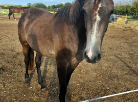 Connemara x Tb 2yr filly
