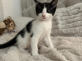 Kittens ready now