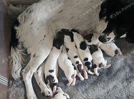 English springer spaniel pups