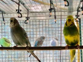 Baby budgies for sale a variety of colours