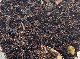 Spring tail colony