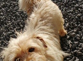 Beautiful dog
