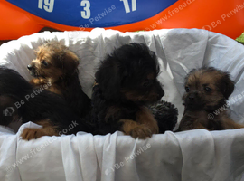 Borderpoo vet check puppies