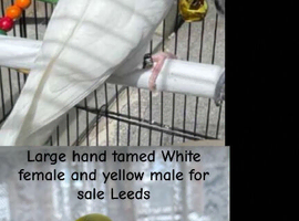 Pair of large hand tamed budgies for sale