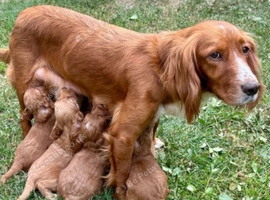 Cockapoo Pupppies