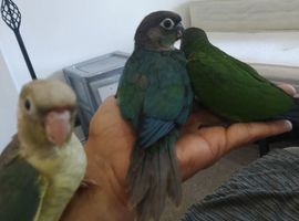 Beautiful hand reared tame conure