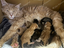 Gorgeous Maine Coon Kittens