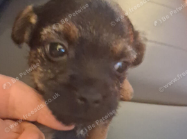 Female border terrier pup