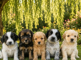 Show cocker spaniel x Shih Tzu