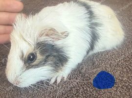gorgeous baby guinea pigs