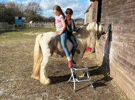 Stunning skewbald cob gelding