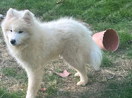 Samoyed pup for rehoming