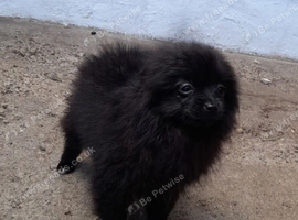 Pomeranian Puppies