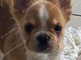 Visual fluffy frenchie