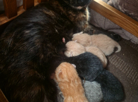 6 beautiful kittens   ready 26june