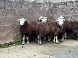 5 x Herdwick Gimmer Lambs