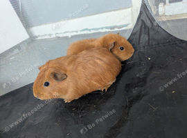 2 female guinea pig sisters