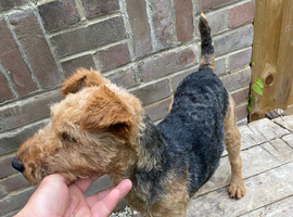 Lakeland terrier