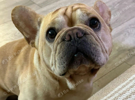 Rehoming a french bulldog