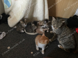 Male kitten for sale
