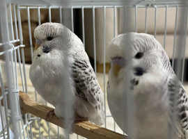 Budgies