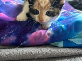 Beautiful kittens ready soon