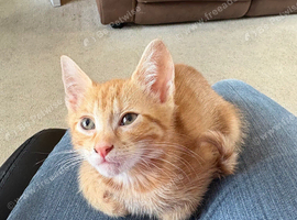 Gorgeous Kittens For Sale