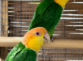 Pair of Green-Thighed Caiques RARE