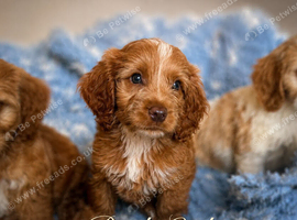 Beautiful F1 cockapoo puppies
